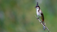 Red-whiskered Bulbul