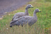 Cape Barron Goose