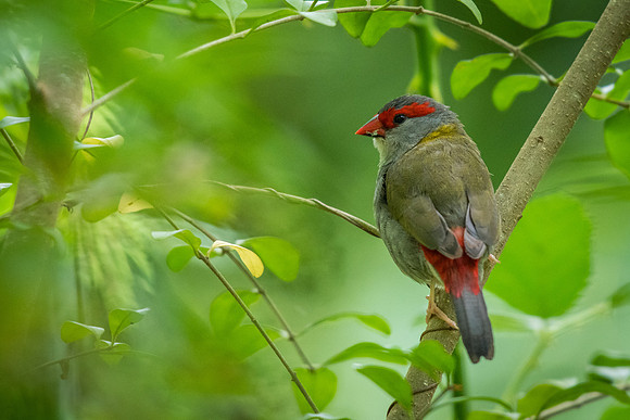 Red-browed Finch
