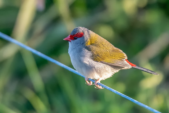 Red-browed Finch