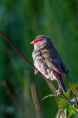 Red-browed Finch