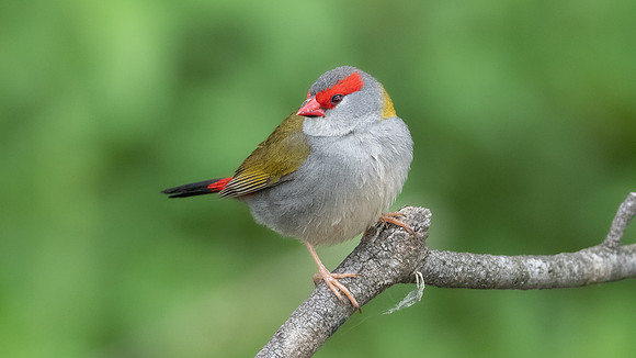 Red-browed Finch