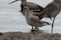 Red Knot