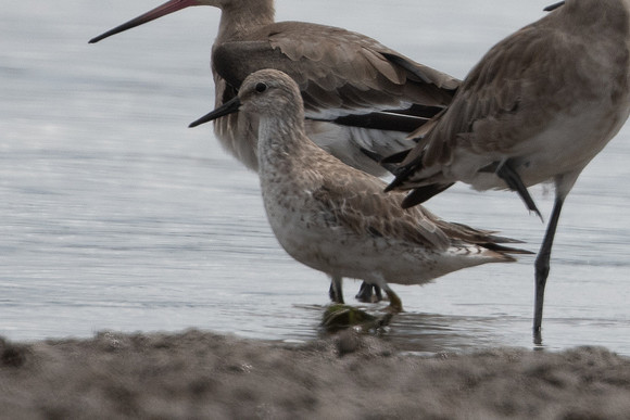 Red Knot
