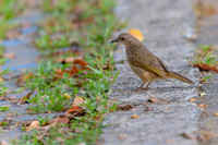 Olive-winged Bulbul