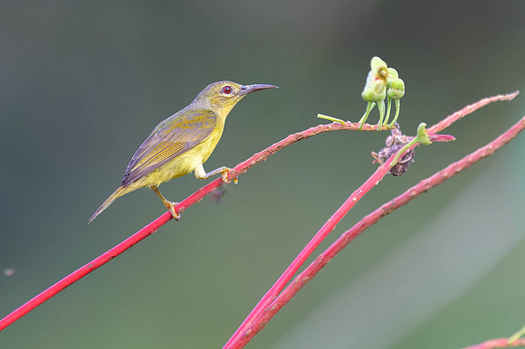 Brown-throated Sunbird