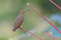 Spectacled Spiderhunter