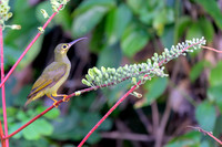 Spectacled Spiderhunter