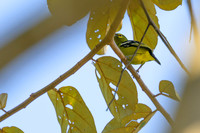 Common Iora