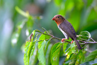 Brown Barbet
