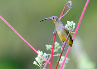 Yellow-eared Spiderhunter