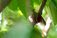 Crimson-winged Woodpecker