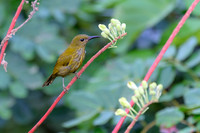 Purple-naped Spiderhunter