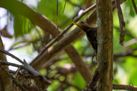Maroon Woodpecker