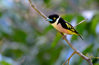 Black-and-yellow Broadbill