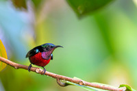 Van Hasselt's Sunbird