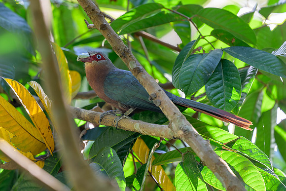 Chestnut-breasted Malkoha