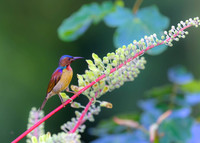 Red-throated Sunbird