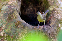 Thick-billed Spiderhunter