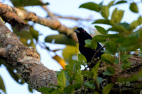 Bornean Black Magpie