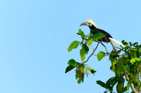 Bushy-crested Hornbill