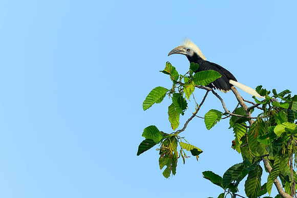 Bushy-crested Hornbill
