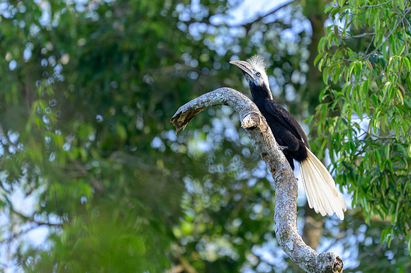 Bushy-crested Hornbill