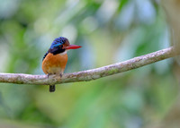 Banded Kingfisher