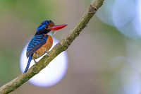 Banded Kingfisher