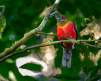 Diard's Trogon