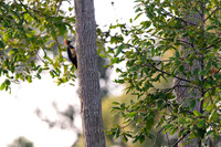 White-bellied Woodpecker