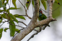 Black-eared Barbet