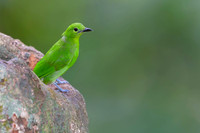 Lesser Green Leafbird