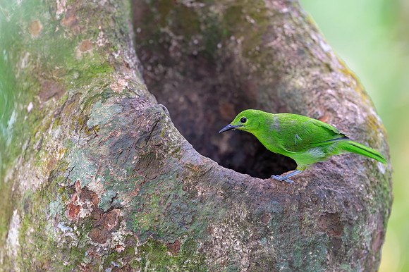 Lesser Green Leafbird