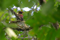 Crimson-winged Woodpecker