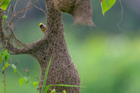 Baya Weaver