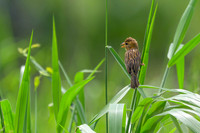 Baya Weaver