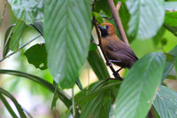 Fluffy-backed Tit-Babbler