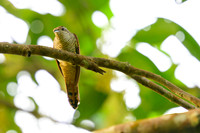 Banded Bay Cuckoo