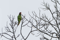 Long-tailed Parakeet
