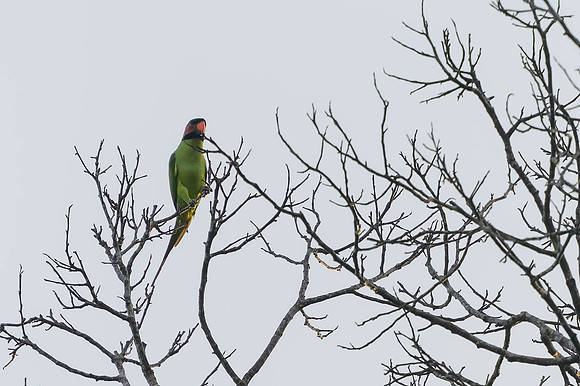 Long-tailed Parakeet