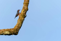 Velvet-fronted Nuthatch