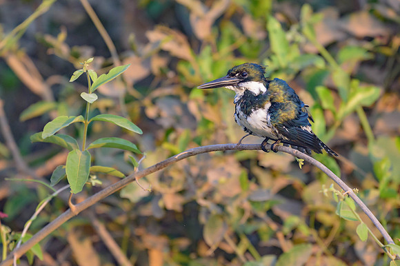 Amazon Kingfisher