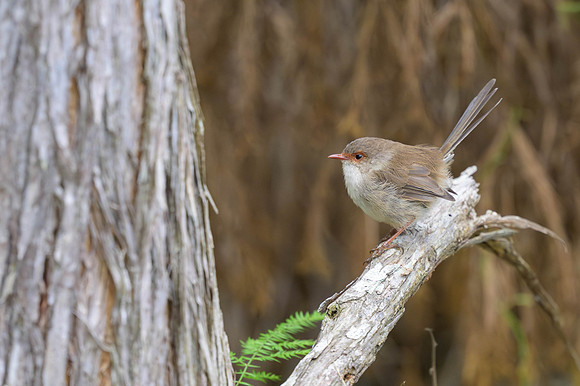 Superb Fairywren
