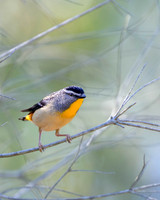 Spotted Pardalote