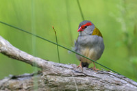Red-browed Finch