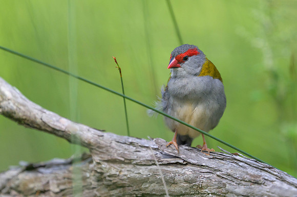 Red-browed Finch