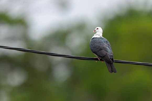 White-headed Pigeon