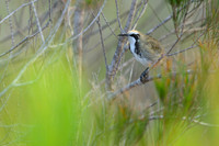 Tawny-crowned Honeyeater
