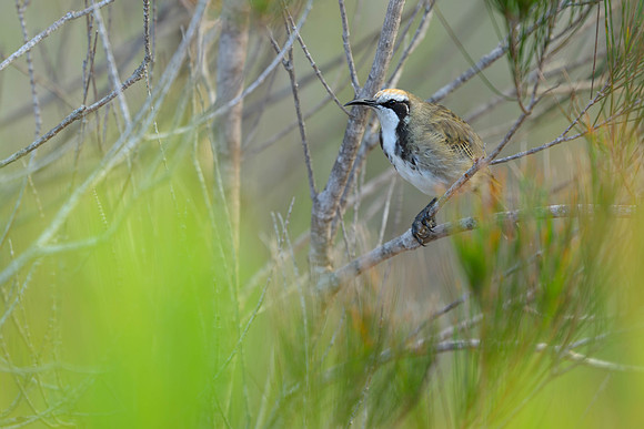 Tawny-crowned Honeyeater
